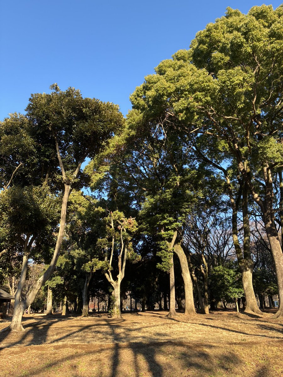 Maki (@nknmaki) / Posts / X