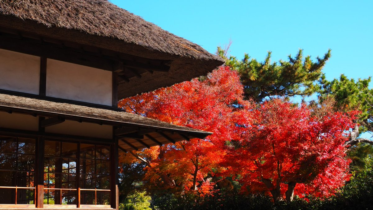 HSankeien's tweet image. 打って変わって本日は青空と紅葉のコントラストが鮮やかです。写真は鶴翔閣周辺のモミジです。
12月18日(木)には、鶴翔閣でクラシック・ヨコハマ2025「ミュージアムコンサートin三溪園」を開催します。詳しくはHPをご覧ください。sankeien.or.jp/event/9754/