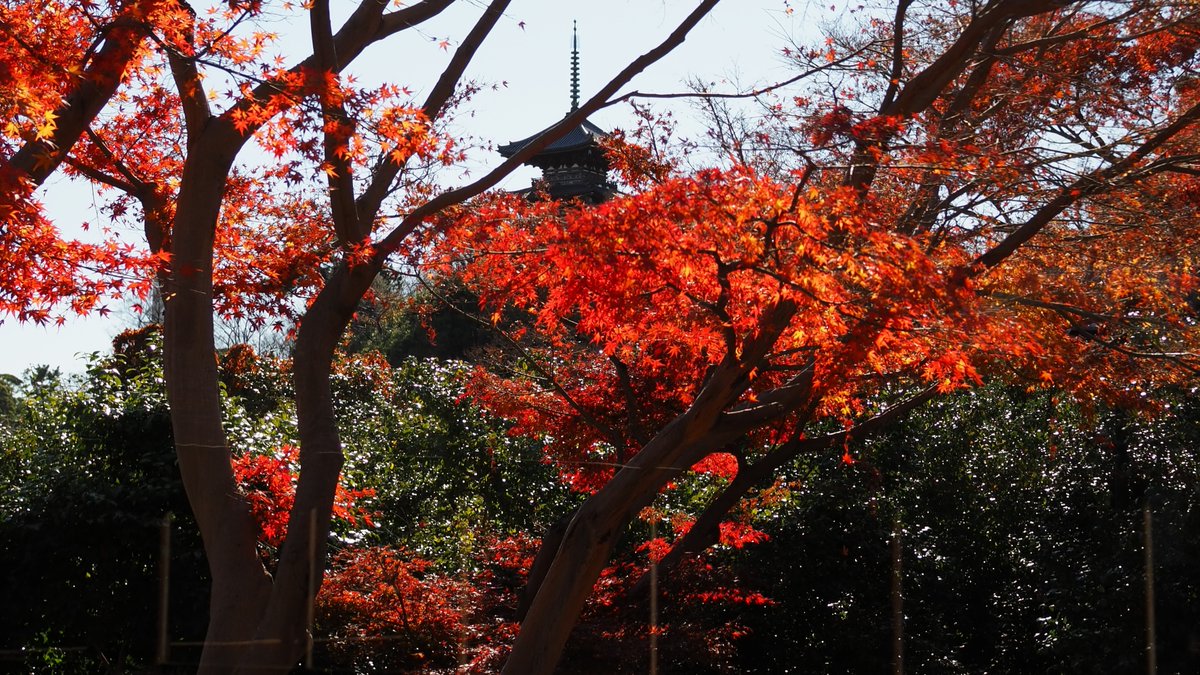 HSankeien's tweet image. 打って変わって本日は青空と紅葉のコントラストが鮮やかです。写真は鶴翔閣周辺のモミジです。
12月18日(木)には、鶴翔閣でクラシック・ヨコハマ2025「ミュージアムコンサートin三溪園」を開催します。詳しくはHPをご覧ください。sankeien.or.jp/event/9754/