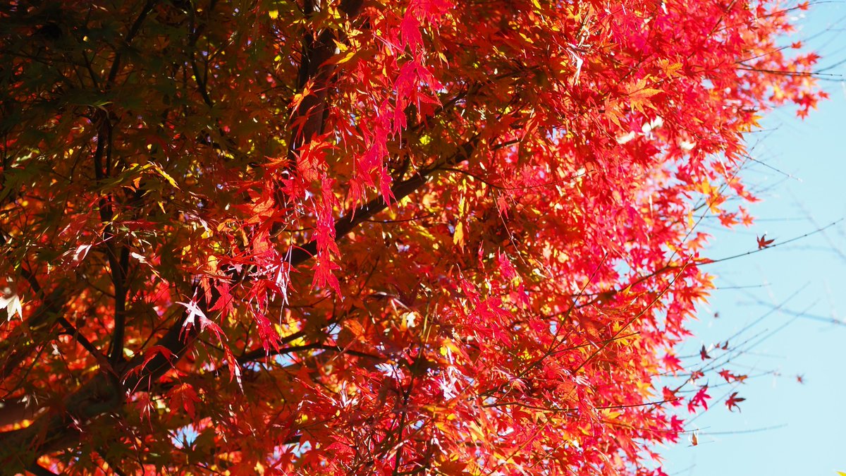 HSankeien's tweet image. 打って変わって本日は青空と紅葉のコントラストが鮮やかです。写真は鶴翔閣周辺のモミジです。
12月18日(木)には、鶴翔閣でクラシック・ヨコハマ2025「ミュージアムコンサートin三溪園」を開催します。詳しくはHPをご覧ください。sankeien.or.jp/event/9754/