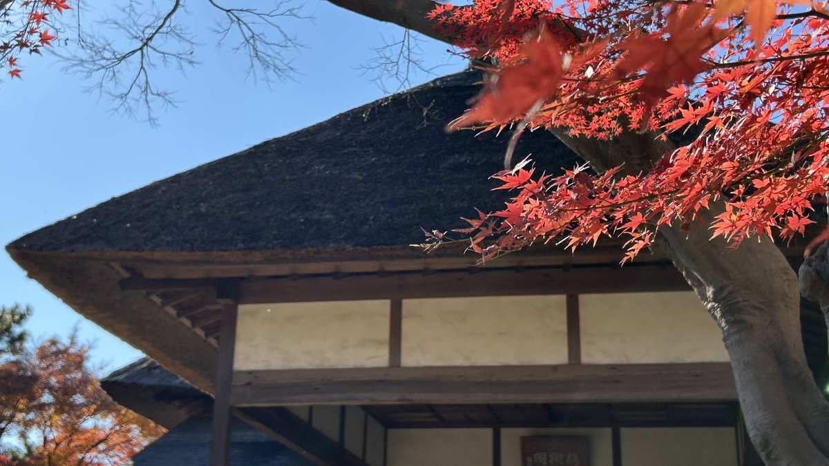 HSankeien's tweet image. 打って変わって本日は青空と紅葉のコントラストが鮮やかです。写真は鶴翔閣周辺のモミジです。
12月18日(木)には、鶴翔閣でクラシック・ヨコハマ2025「ミュージアムコンサートin三溪園」を開催します。詳しくはHPをご覧ください。sankeien.or.jp/event/9754/