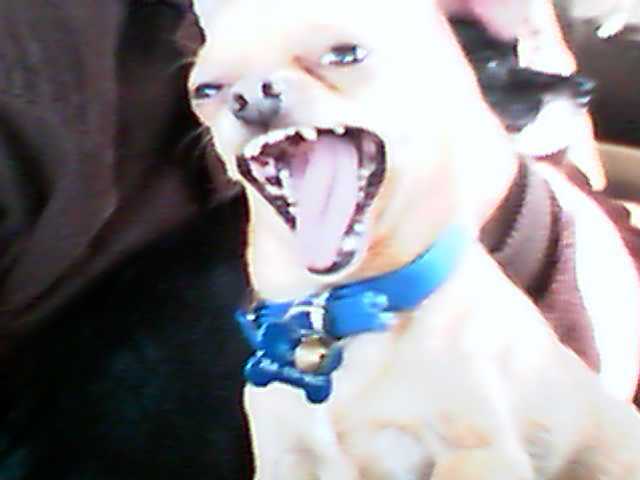 Unrealio_0's tweet photo. @ThatChickParker Big yawn!!!! Here's a really old picture of Gus in return 😂 https://t.co/sFjZPfqhtw
