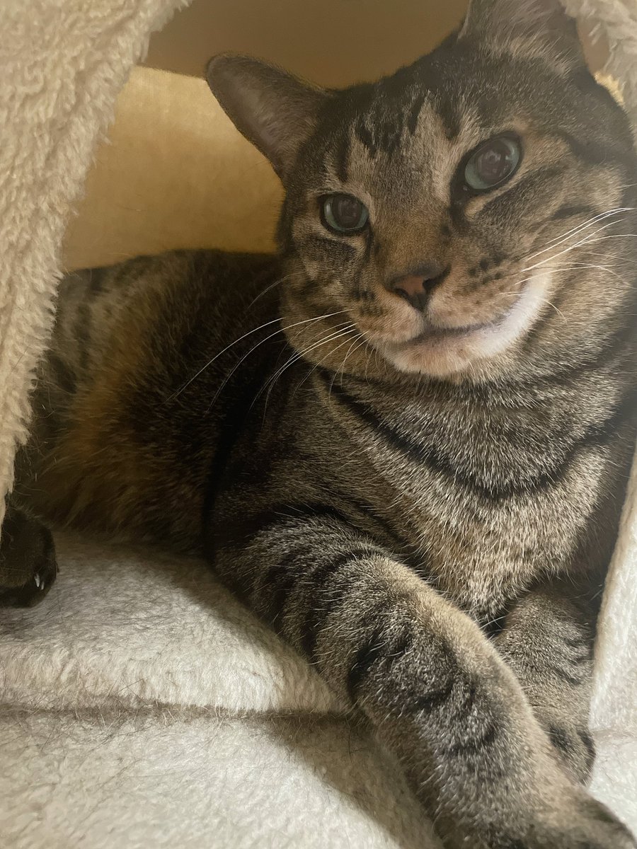 Cat Twitter Community on X - 73.9K Members