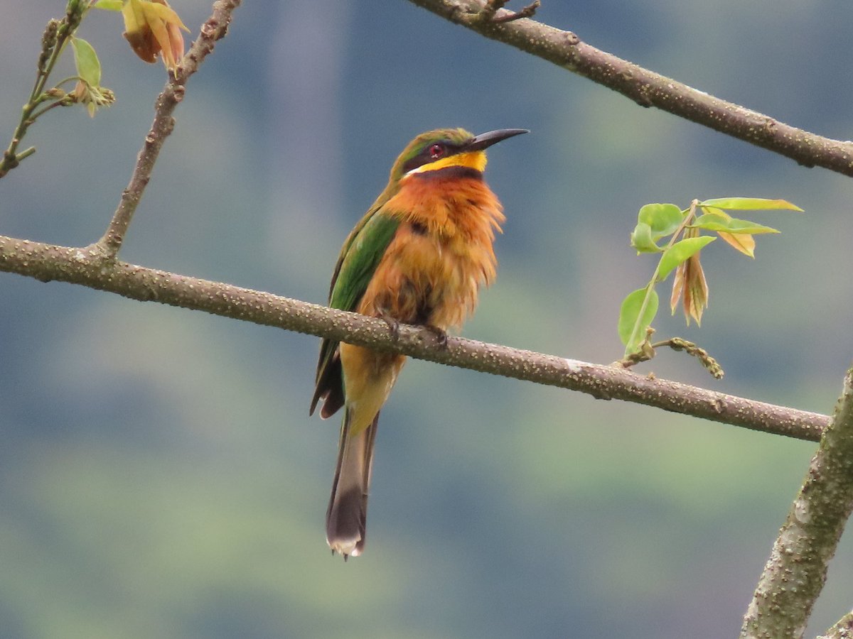 MatthewBirder's tweet photo. Join me for your birding holidays in Uganda's finest hot spots and soak.your self in nature and wildlife.
#Greatblueturaco
#Northerndoublecollaredsunbird
#Blackheadedgonolek
#Cinnamonchestedbeeeater
#Www.cisticolabirdingandnaturesafaris.com 
#Matthewtheguide https://t.co/P8OE3vTkUz