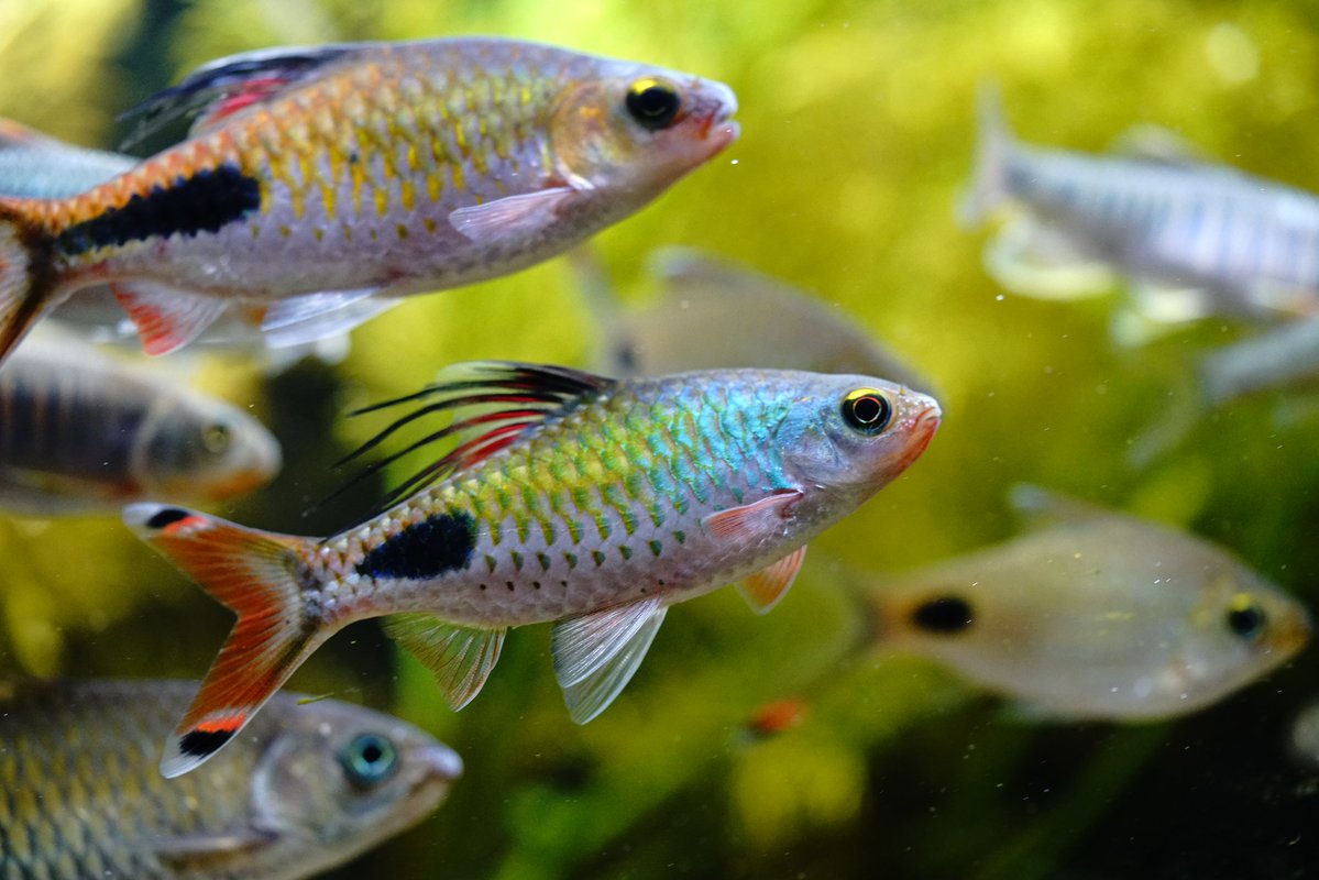 くまきち様ナチュラル くまきち (@kumakuma072119) / Posts / X