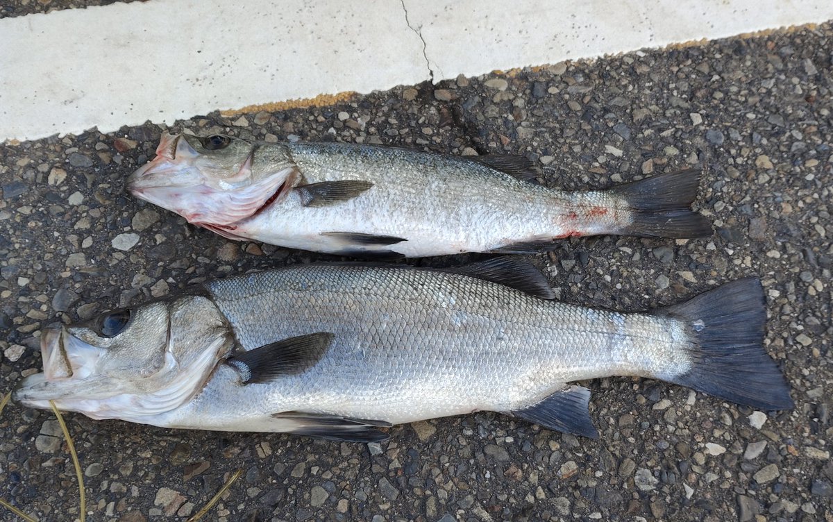 りと ＠🎣🦐🐠🐸🌿🦎 tweet media