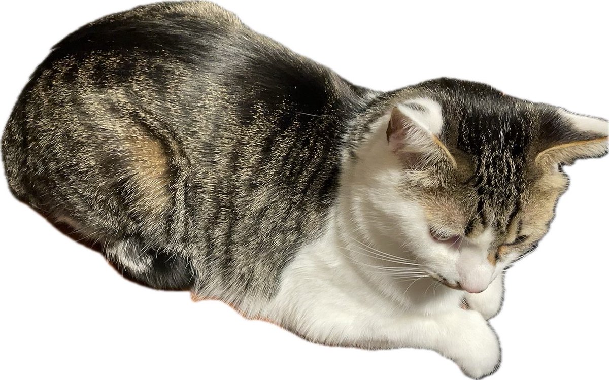 未だにしじこが何柄なのか確信が持ててない