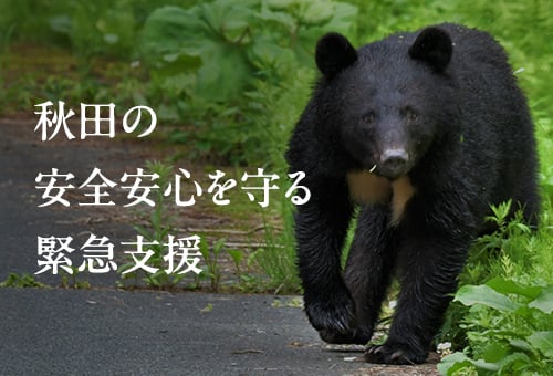 🚨秋田県民の安心安全を守る緊急支援🚨 ツキノワグマの目撃件数が過去