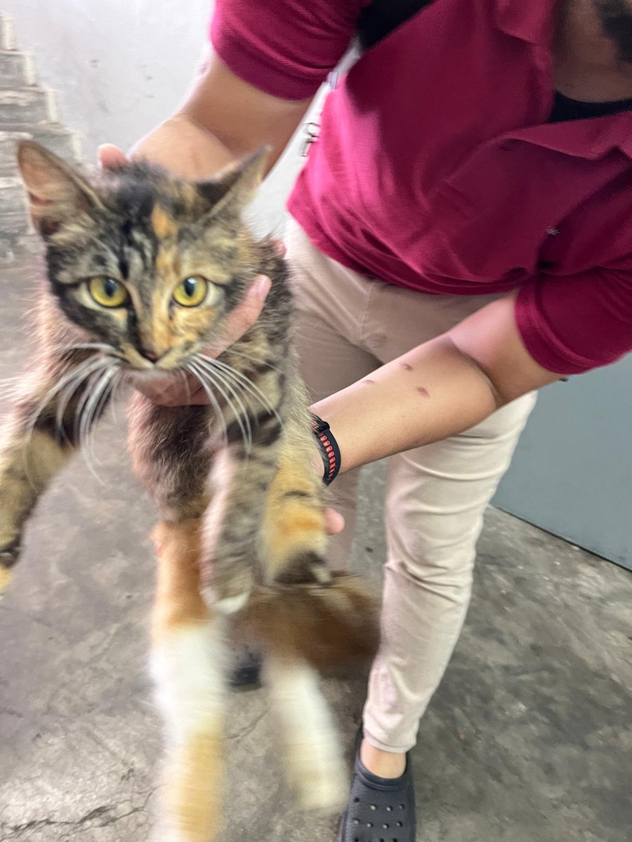 fourmeows1's tweet photo. ‼️KITTEN FOR ADOPTION‼️

📍AMPANG, SEL

Salam &amp; hi yall, stray feeder jumpa kitten (F, 4-5m/o). Lawa manja kembang bulunya tapi sampai sekarang belum ada owner yg claim. Bimbang kalau pape terjadi padanya sebab area situ x selamat untuk strays💔

Sesiapa berminat, boleh dm saya. https://t.co/7FN0KguAWB