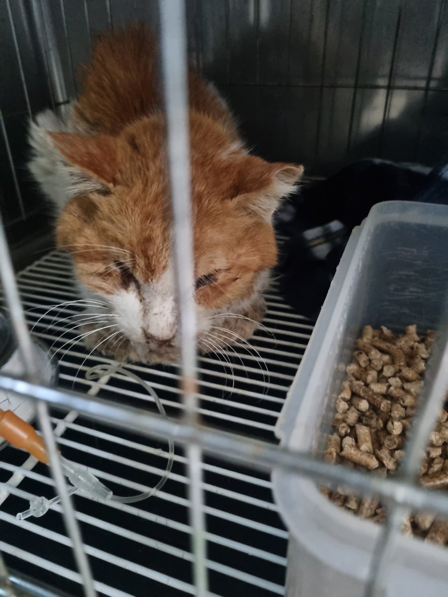 살구 병원에 다녀왔어요..오늘까지는 변화가 없는것 같습니다..치료기간이 길어지는것 같습니다..구내염도 급하지만 더 중요한 심부전이 수치가 떨어져야 된다고 하는데 걱정이 많습니다..정말 안쓰러운 살구가 이 고비를 잘 견디고 살아야 하는데 정말 걱정입니다..리트윗 부탁드립니다.