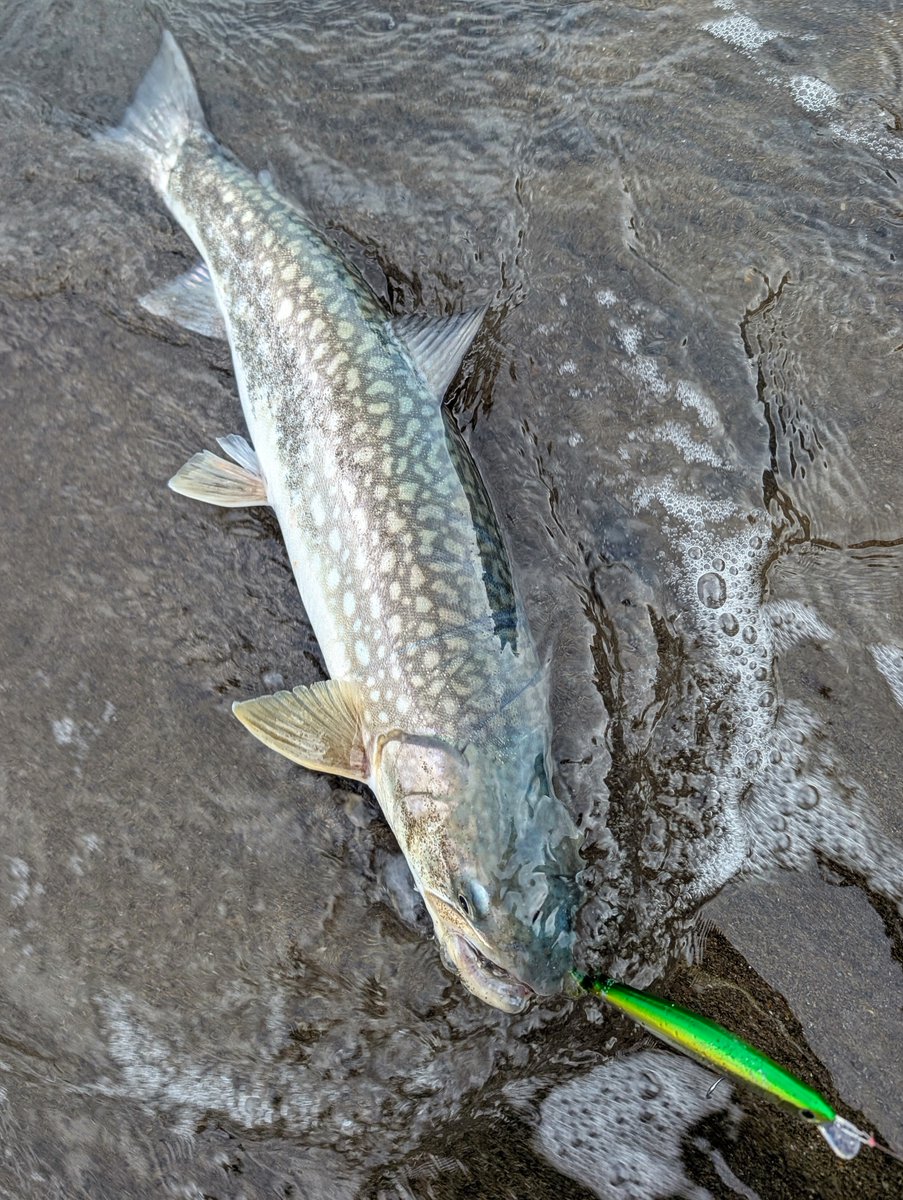 ティムコ トラウトフィッシング (@tiemco_trout) / Posts / X