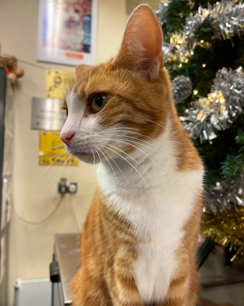 Welcome to marvellous marmalade Monday 

“Never take no personally. Sometimes people tell you no for a reason that has nothing to do with you. You must keep going.

*asks for 3rd breakfast 🐈