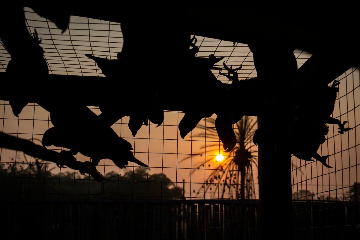 WIRE: Wildlife Investigative Reporters & Editors tweet media