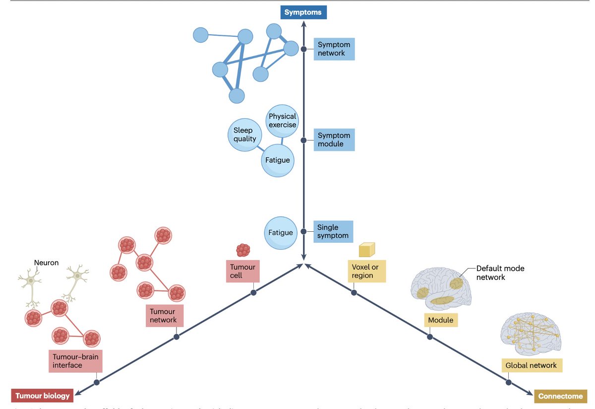LindaDouw's tweet image. 🚨New review on multiscale network perspectives on glioma is out in @NatRevNeurol! 

🧠We delineate how tumour biology networks interact with the connectome and symptoms, and how we can work towards 'network-informed care': rdcu.be/eTiuk