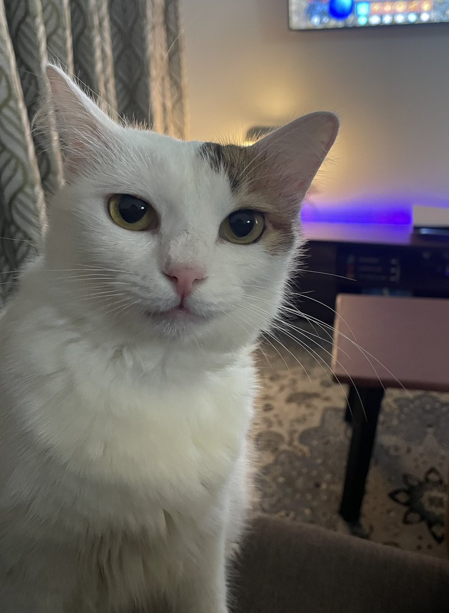 Gambar passport Rabbit