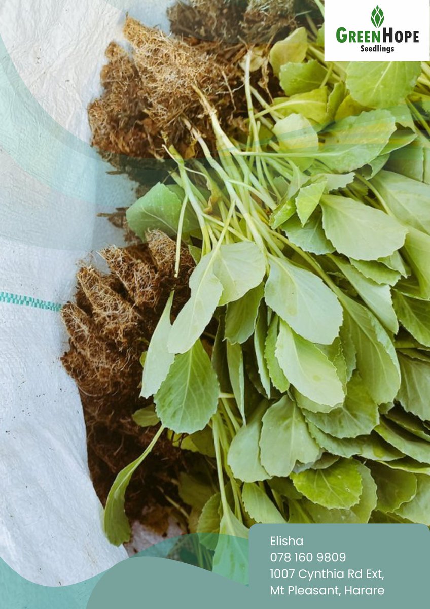 Do what you do with love, and success is a natural symptom.

Good morning, Farmers. Happy week. 

#Greenhopeseedlings
#seedingyoursuccess

whatsapp.com/channel/0029Va…