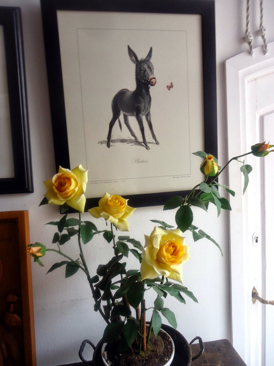 prviva's tweet photo. El recuerdo en #IMPHermida a #Platero del Nobel paisano Juan Ramón Jiménez ha sido,sin duda, el más bello homenaje a Huelva, la Cultura y el saber de lo natural del que fue maestro Jesús Hermida ¡ Gracias  @Impres_TVE ! https://t.co/vDKlgPskj0