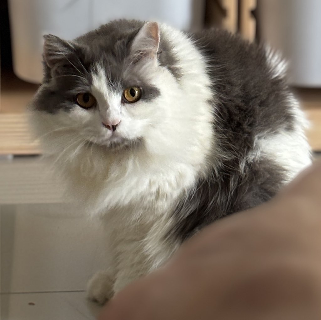 ayoh pink 🇲🇾🇵🇸 tweet media