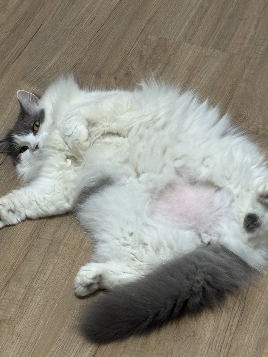 ayoh pink 🇲🇾🇵🇸 tweet media