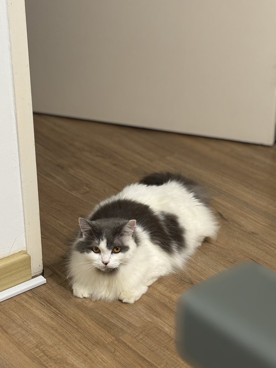 ayoh pink 🇲🇾🇵🇸 tweet media