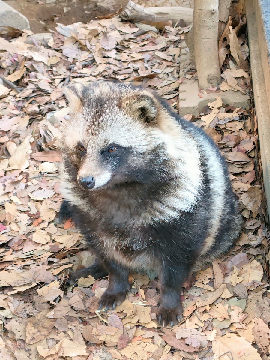 星見狸 (@hoshimitanuki) / Posts / X