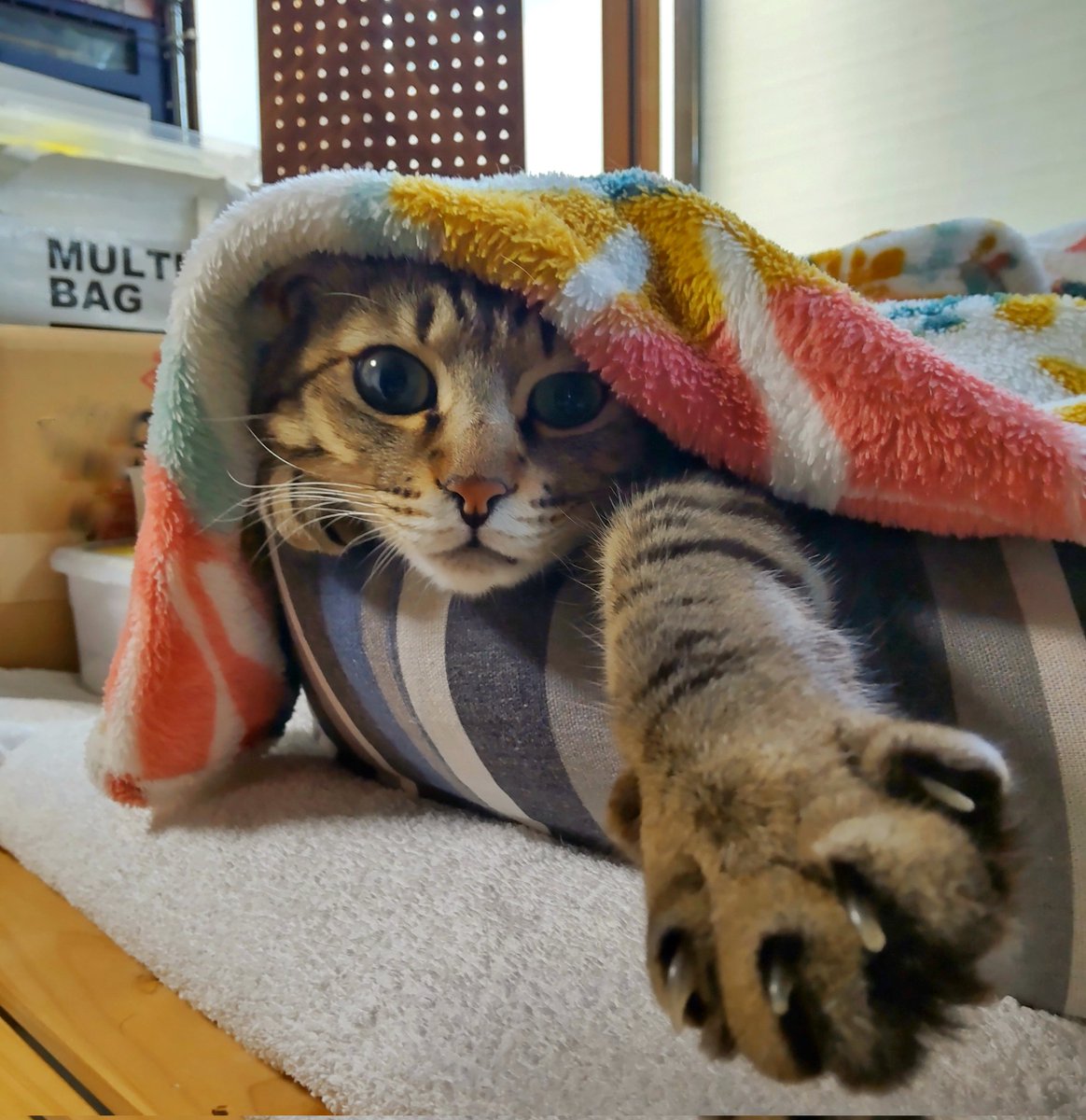 gigichapo's tweet photo. かわいい🥳🦸✨
#猫 https://t.co/dKLDgML1FT