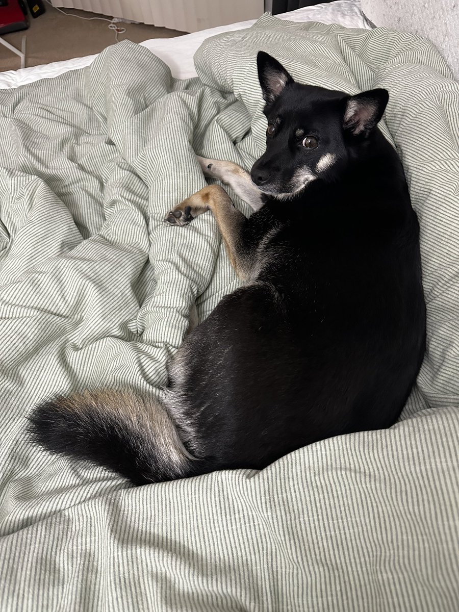 내 행복 둔둔이