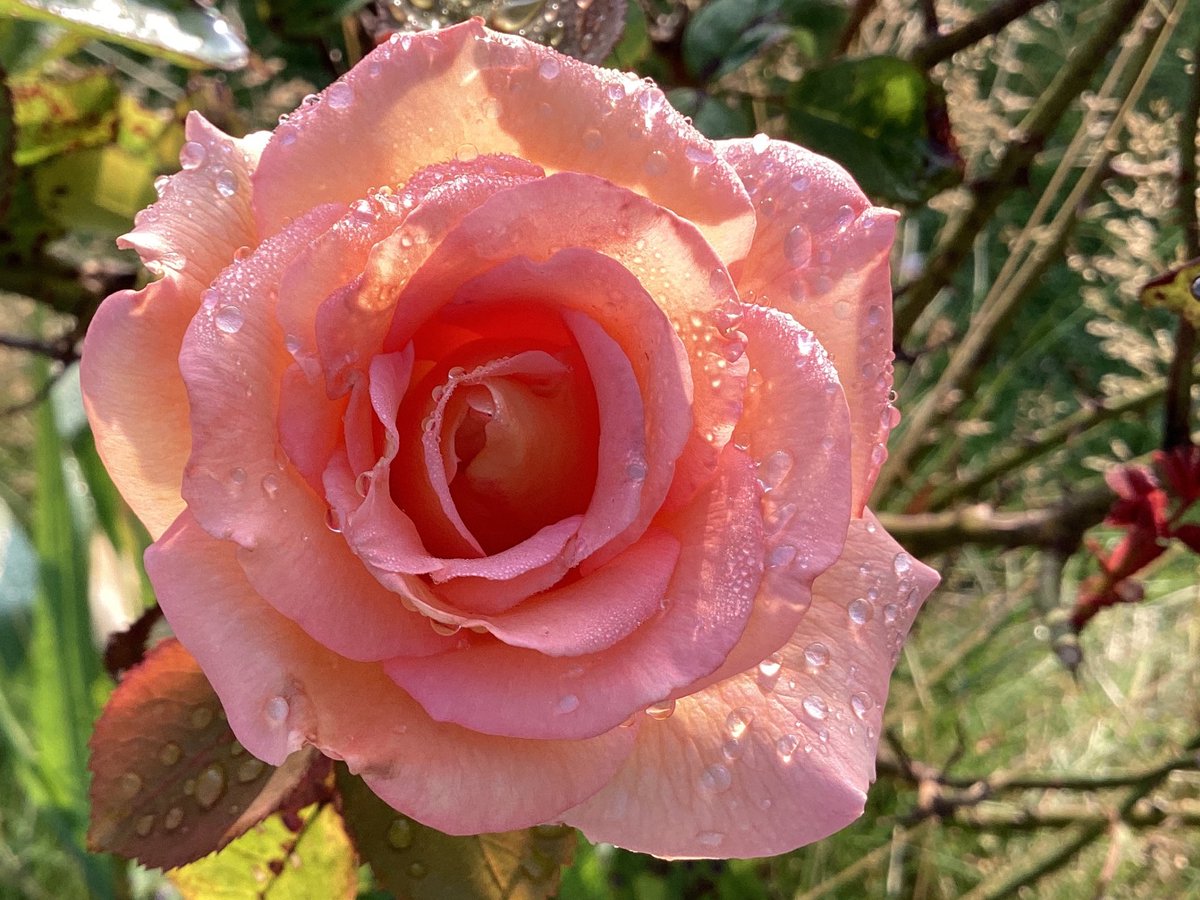 AntheaJames3's tweet photo. #Advent Day14 #RoseADay sticking with #RaindropsOnRoses because it’s forecast a wet day in #NorthEastUK Happy Monday #TwitterXWorld #MagentaMonday. https://t.co/0DApRlrdF8