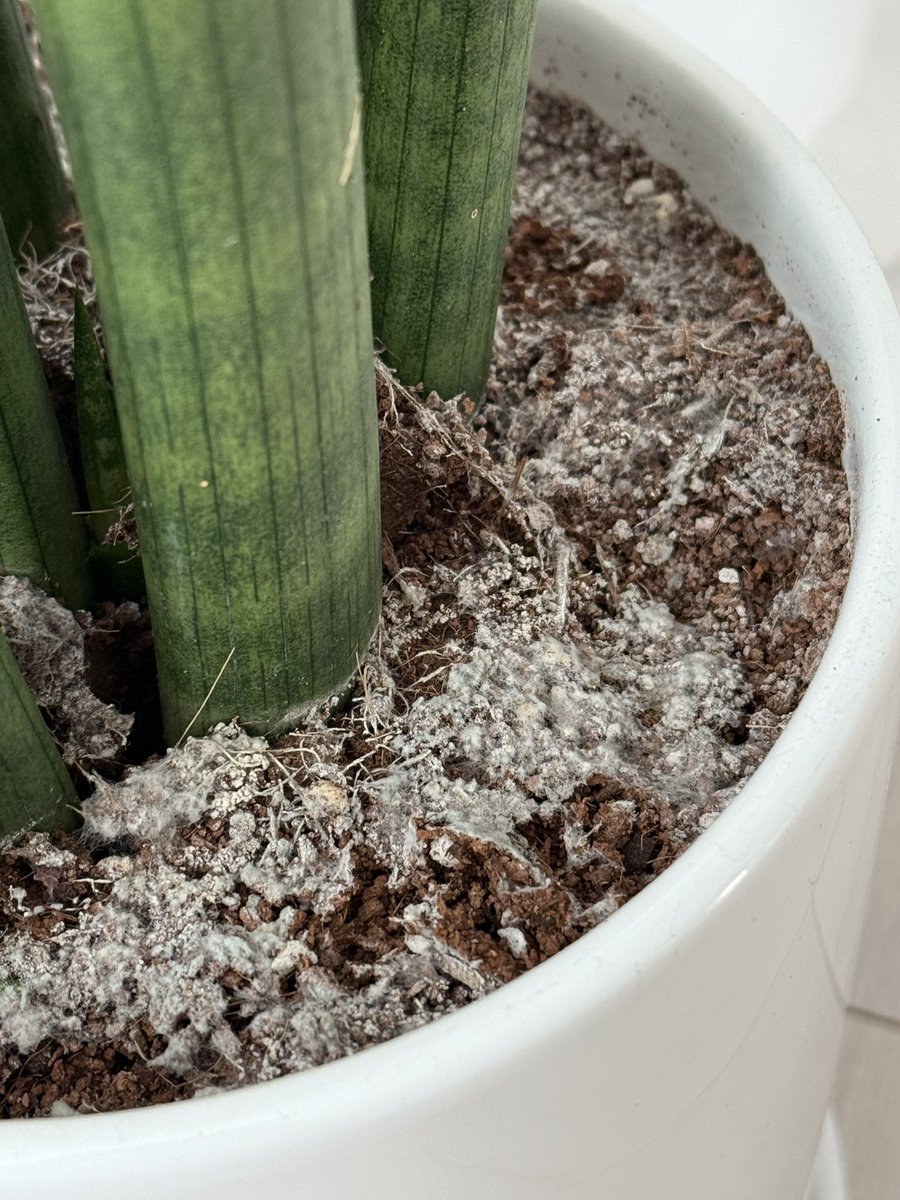 affection_326's tweet image. 혹시 탐라에 식집사님 계실까요?
집들이 선물 받은 스투키가 있는데 정말 오랜만에 흙을 봤더니 곰팡이 같은? 먼지 같은? 이런 상황인데 어떻게 해야할까요?
집에 온 후로 물 준 적이 없어요…
일광량이 문제라기엔 매일 저 자리에서 햇빛을 봤어요… 참고로 커튼은 오늘 달았습니다ㅠㅠ 문제가 뭘까요