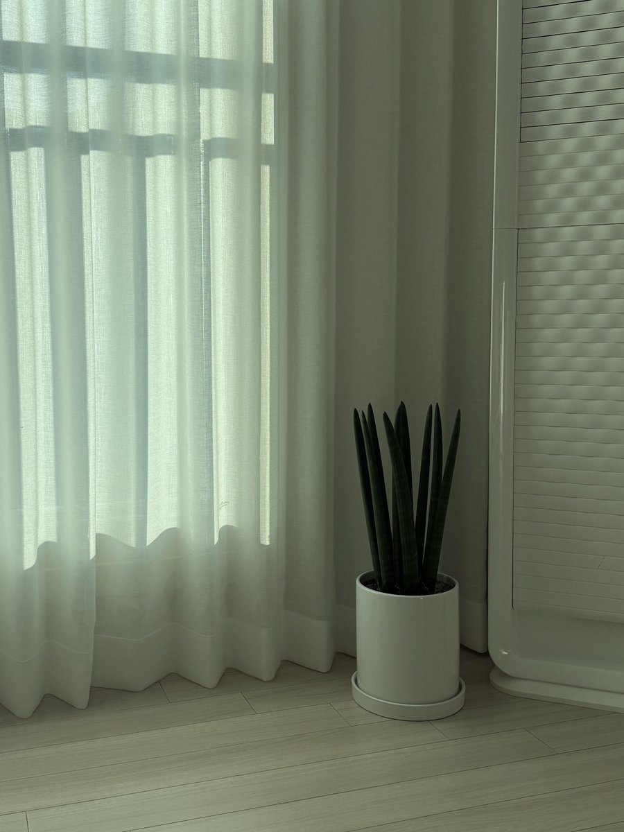 affection_326's tweet image. 혹시 탐라에 식집사님 계실까요?
집들이 선물 받은 스투키가 있는데 정말 오랜만에 흙을 봤더니 곰팡이 같은? 먼지 같은? 이런 상황인데 어떻게 해야할까요?
집에 온 후로 물 준 적이 없어요…
일광량이 문제라기엔 매일 저 자리에서 햇빛을 봤어요… 참고로 커튼은 오늘 달았습니다ㅠㅠ 문제가 뭘까요