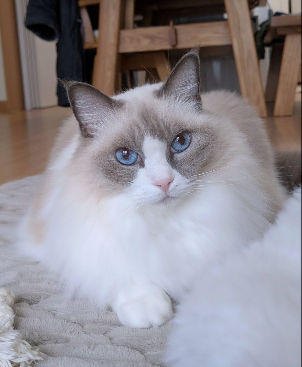 青い瞳のねこ (@jayro8376) / Posts / X