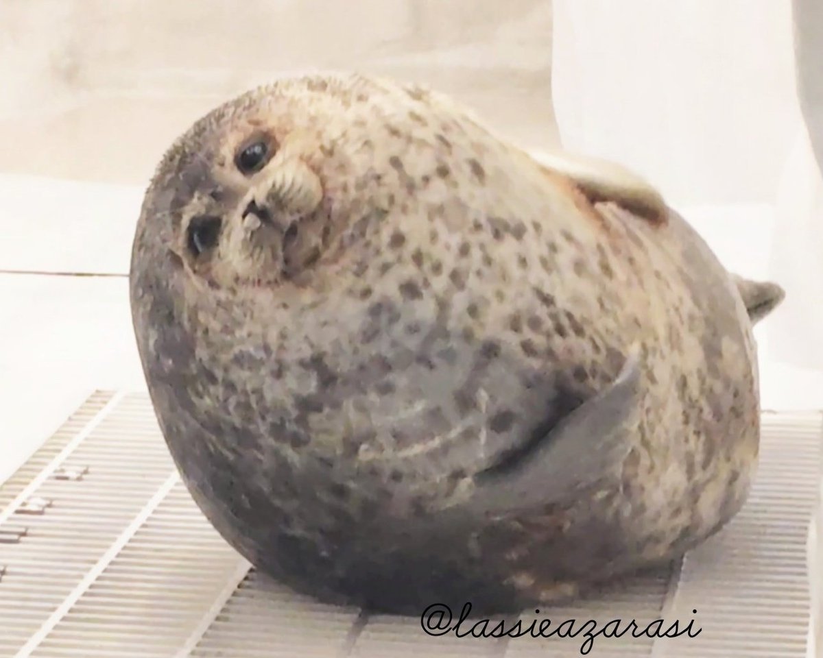 ユキちゃん Yuki
 #海遊館  #アザラシ  #seal