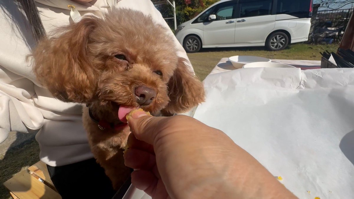あずきわんこ きょうのわんこ に登場してくれたのは「あずき」でした🐶お母さんが庭