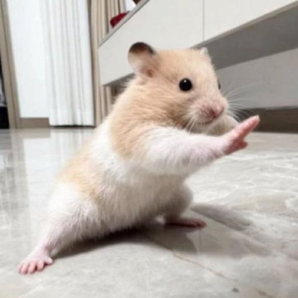 🐶멍!규🐶 tweet media