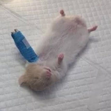 🐶멍!규🐶 tweet media