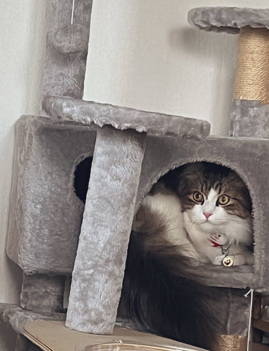 赤にゃんの時以来使ってなかったキャットタワーをもう今の体躯じゃ使え