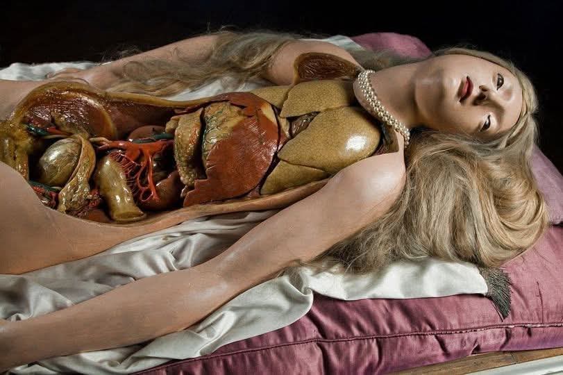 These bizarre beauties called “Anatomical Venuses” were created by sculptor Clemente Susini in the late 18th Century CE, and were conceived as a means to teach human anatomy without the need for dissecting real human bodies which was disgusting and messy. Susini’s uncannily