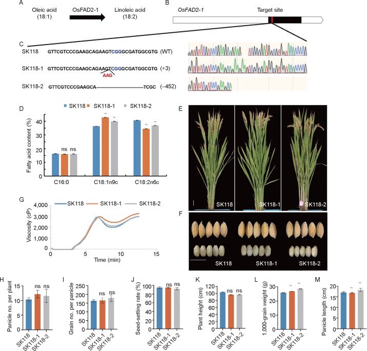 JIA_JIntegrAgri's tweet photo. Efficient breeding of high oleic rice cultivar by editing OsFAD2-1 via #CRISPR/#Cas9
🌾🌾https://t.co/CaqPqJpmiZ
#plantscience #geneediting https://t.co/nKeYOuO4f2