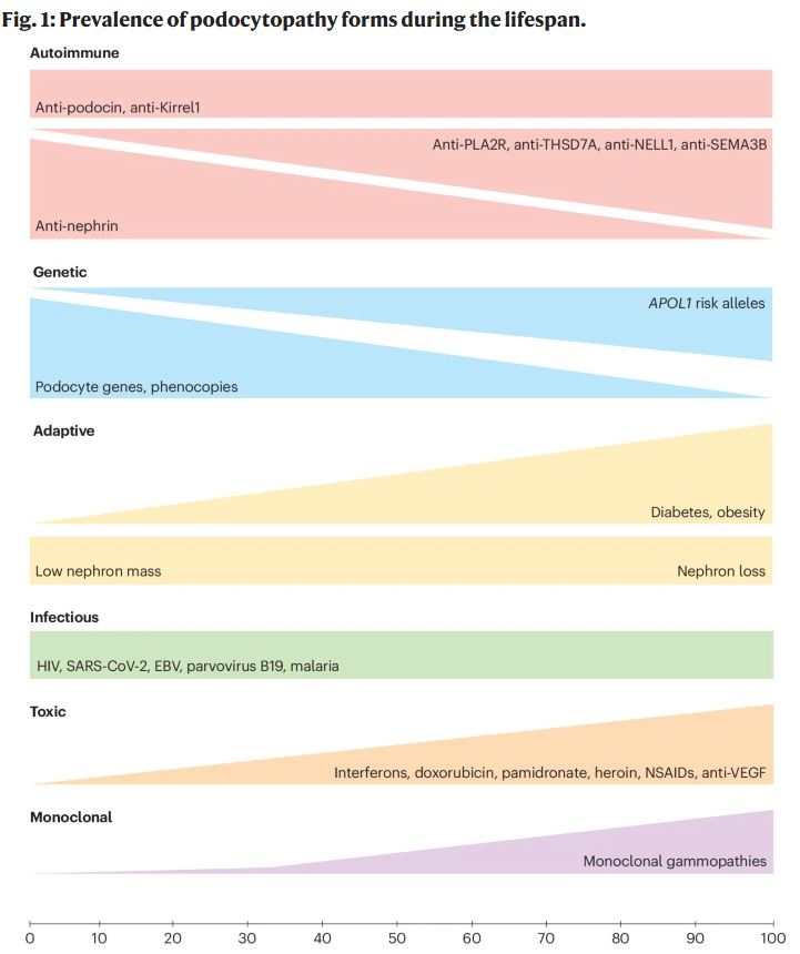 Happy to share our new Nat Rev Dis Primer on
 
Podocytopathies  <a href="/DiseasePrimers/">Nature Reviews Disease Primers</a> 

including all most recent innovations that impact on management such as anti-nephrin antibodies, ...

<a href="/PRomagnani/">Paola Romagnani</a> <a href="/Tobias_B_Huber/">Tobias B. Huber</a> <a href="/AstridWeins/">Astrid Weins</a> <a href="/sydney_tang/">Sydney Tang</a> 

rdcu.be/eUG2t
