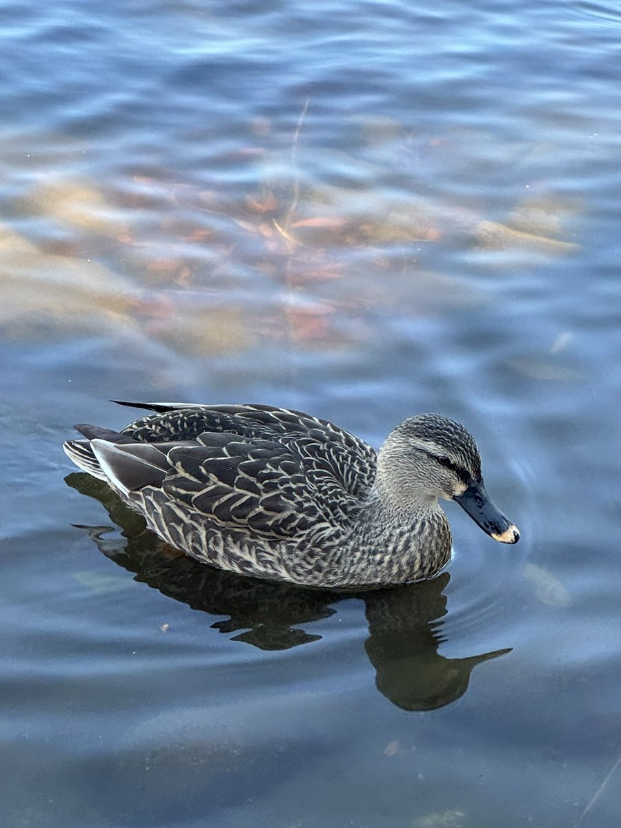 ねこっこ (@nekokkoooo) / Posts / X