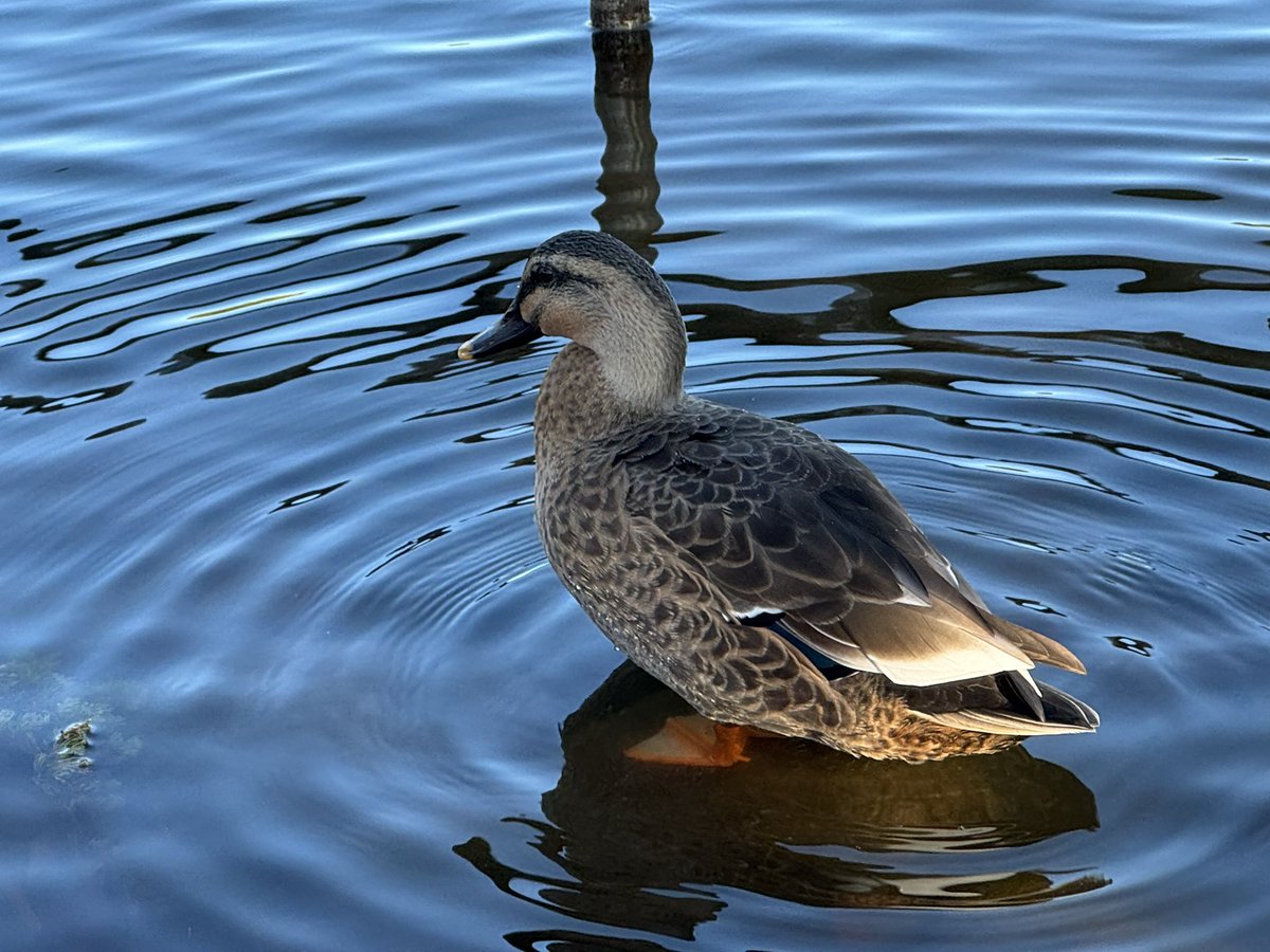 ねこっこ (@nekokkoooo) / Posts / X