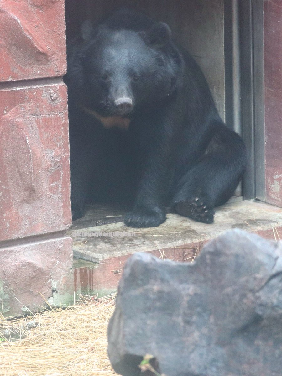 門番むくむくルイちゃま🐻 2025.10 #東山動植物園 #ツキノワグマ