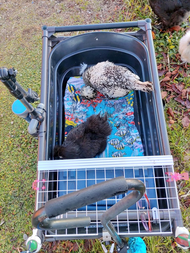 早く帰りたい組、既に乗車完了。#ｺｯｺｰｽﾞ