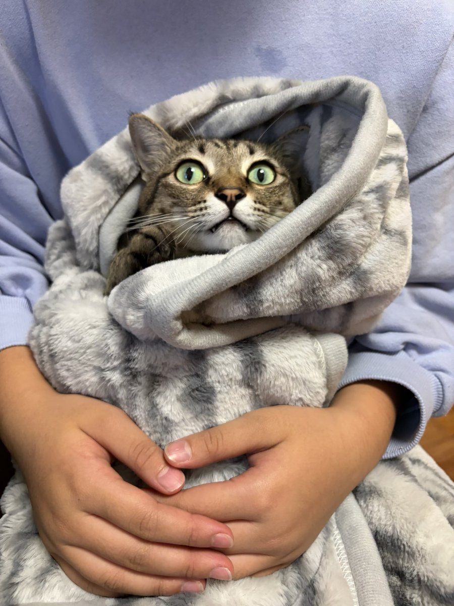 endo_trpg's tweet photo. 猫フィールに包まれるねこ https://t.co/XCSVgogpwD
