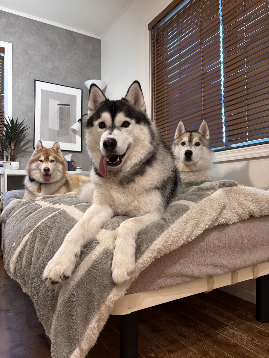 ちゃちゃ丸 チャチャ丸 | 着ぐるみ制作会社キグルミックス着ぐるみ制作会社キグ