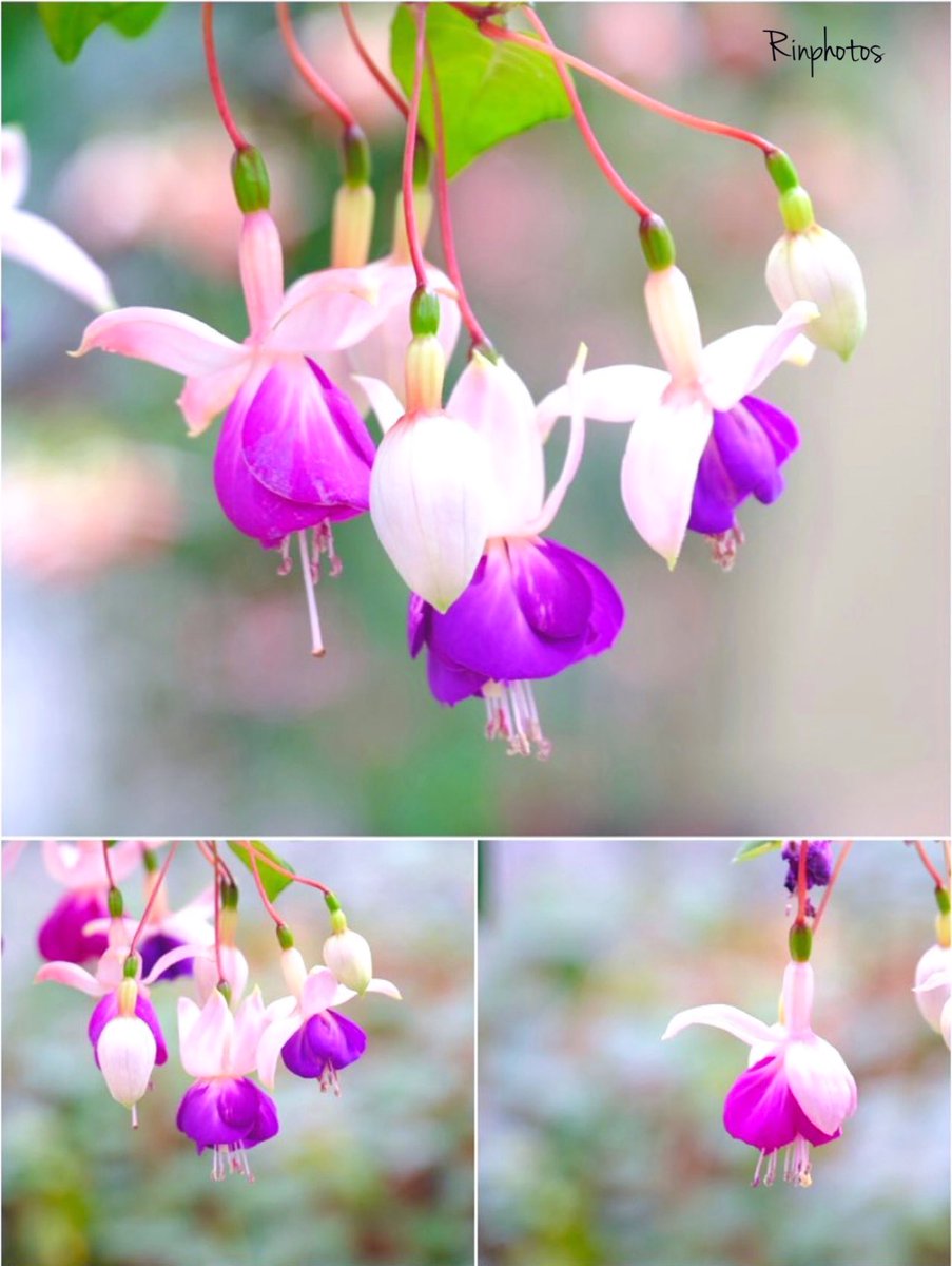 hana🌸12月もよろしくお願いします🍀ᴗ͈ˬᴗ͈)” (@hana0020221215 hana🌸12月もよろしくお願いします🍀ᴗ͈ˬᴗ͈)” (@hana0020221215