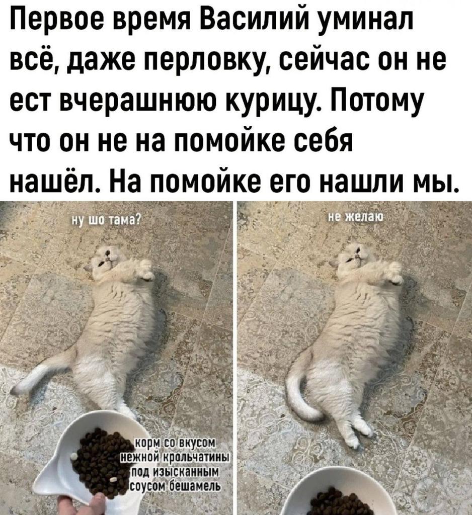 Borsique😺 (@borsique) on Twitter photo 