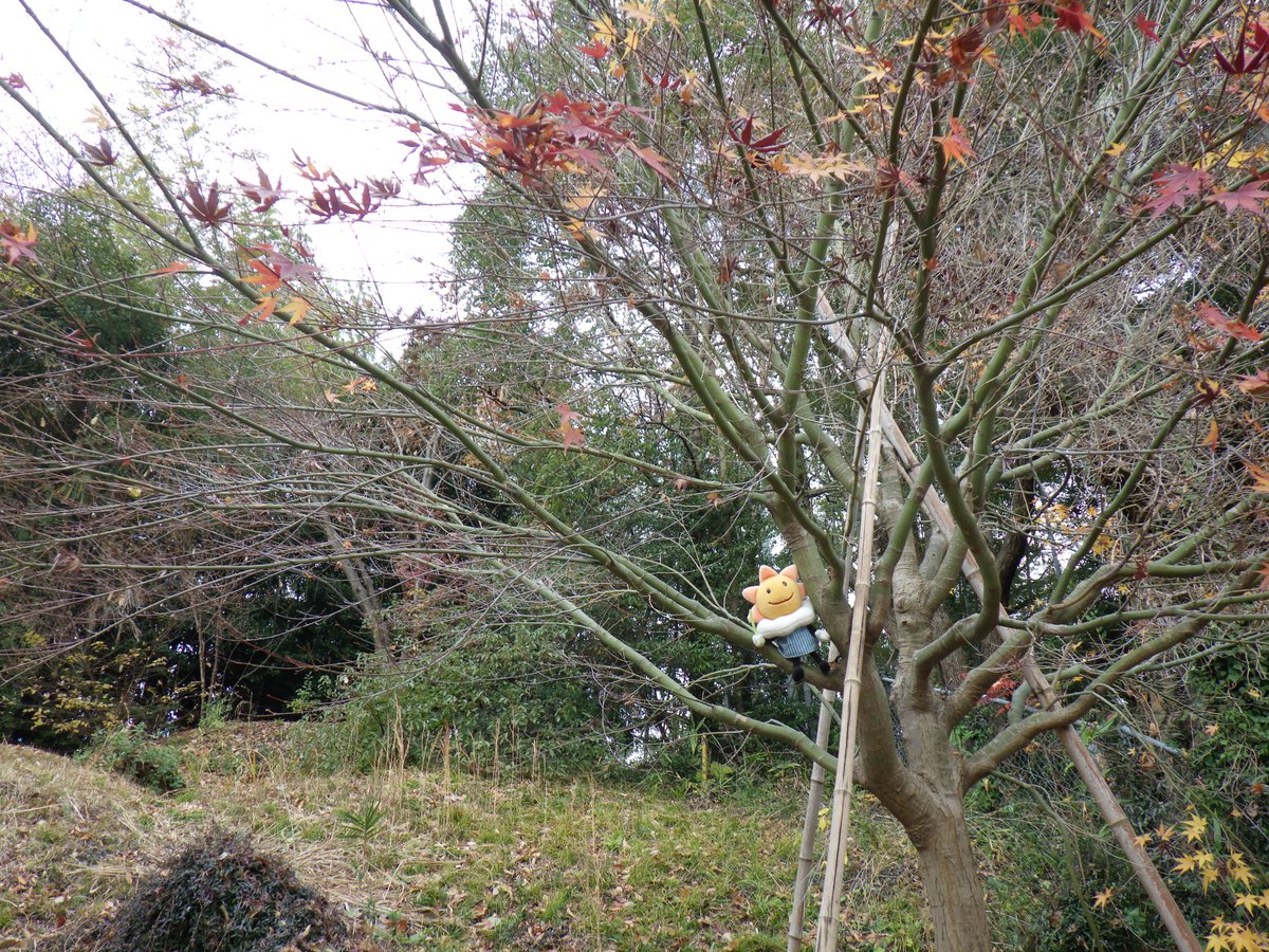 【いろはかえでの落葉】
本日、#松江 で ＃いろはかえで が #落葉 しました。
これは平年（12月10日）より5日遅い観測です。
気象庁では、葉の約80%が落葉した最初の日を落葉日としています。
↓松江地方気象台の島根県の生物季節観測のページ
data.jma.go.jp/matsue/mission…
#生物季節観測