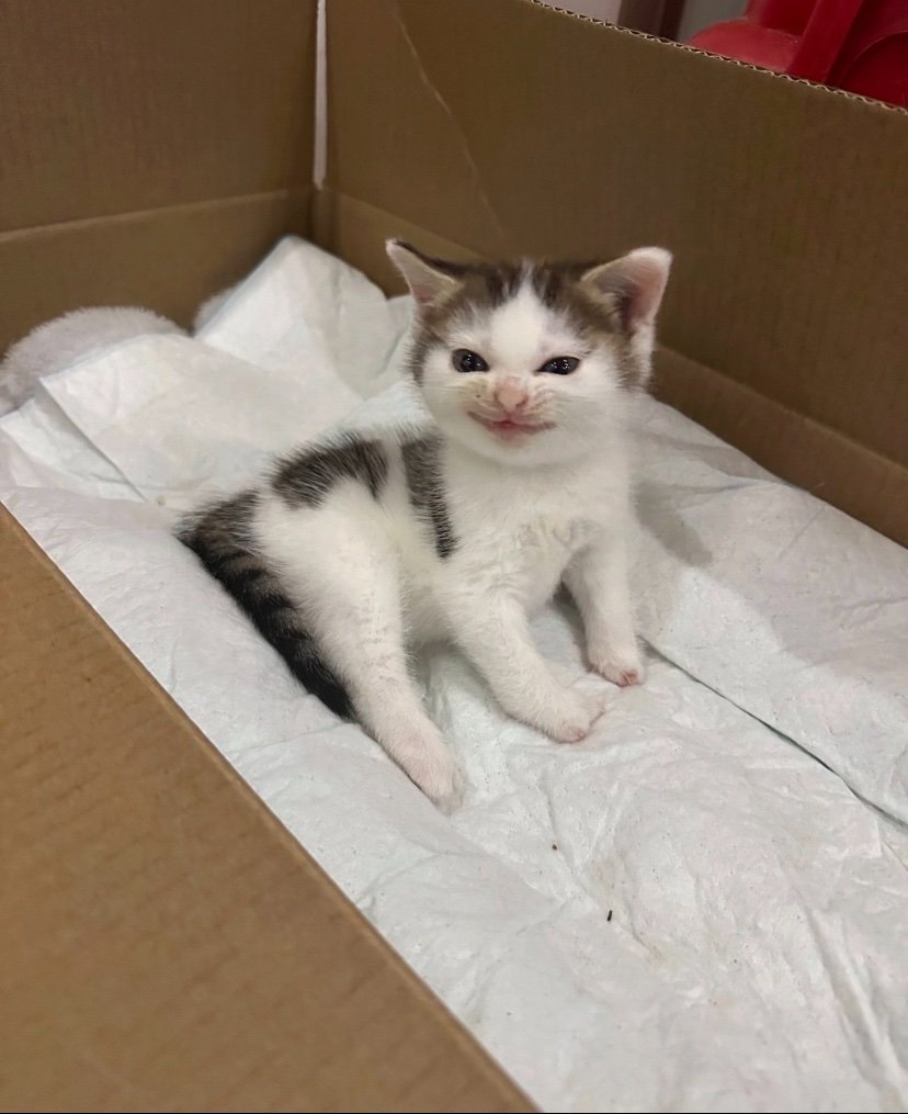 BestOfMeow's tweet photo. He grew up 🥹 https://t.co/hVQR2VQIr0