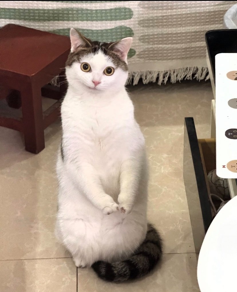 BestOfMeow's tweet photo. He grew up 🥹 https://t.co/hVQR2VQIr0